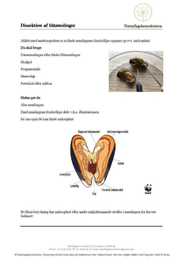 Forsøgsvejledning til dissektion af blåmuslinger