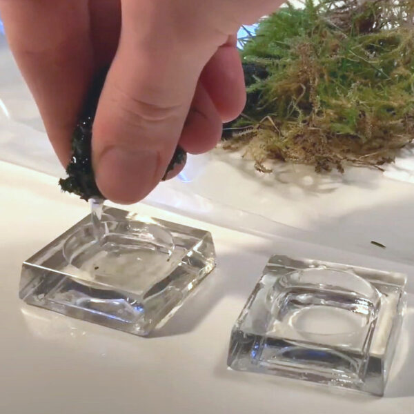 Vand fra mos dryppes i saltkar så man kan se bjørnedyr i mikroskop