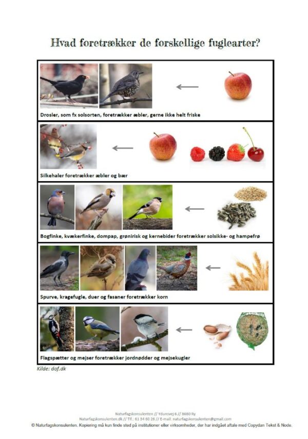 Oversigt over hvad forskellige fuglearter foretrækker at spise