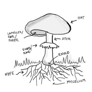 Begreber om svampes bestanddele til naturfagsundervisningen