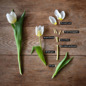 Blomsters betanddele vist på en tulipan