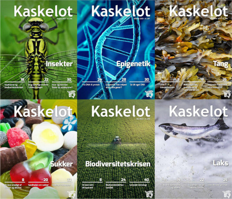 Forsider til seks numre af Kaskelot om insekter, epigenetik, tang, sukker, biodiversitetskrisen og laks