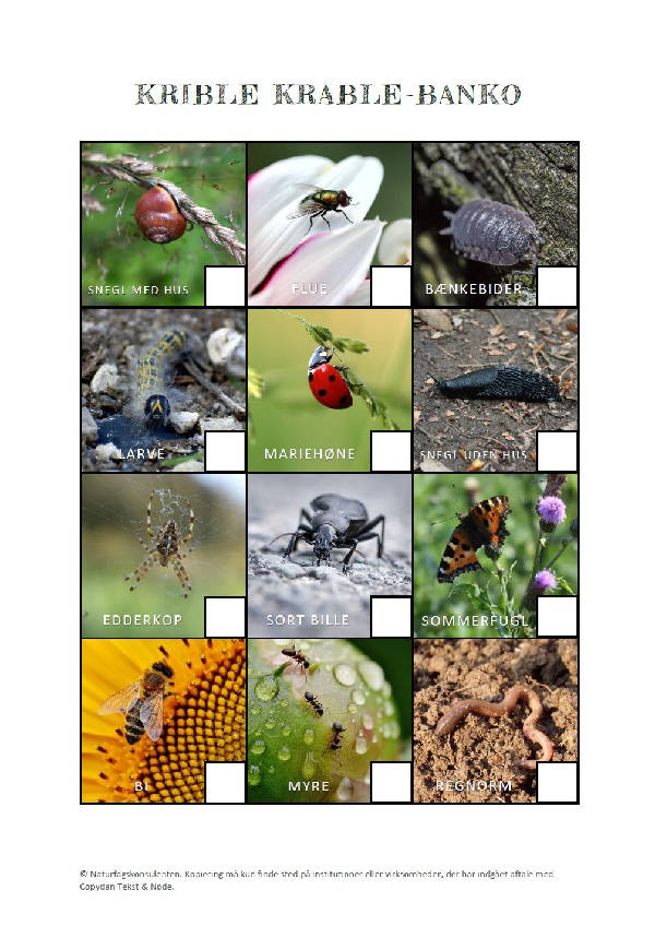 Brug krible krable bingo sammen med dine børn eller dine elever i udeundervisningen og find alle smådyrene og insekter på arket