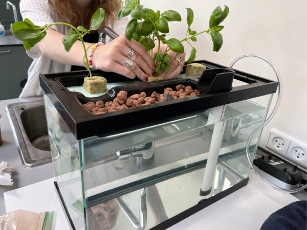 elev der laver eksperiment med planter i en vandtank