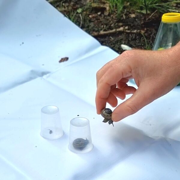 Bioblitz