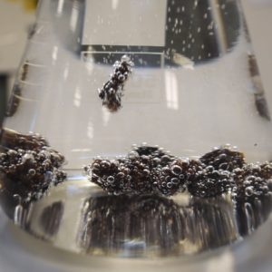 Dansende rosiner (de yngste børn)